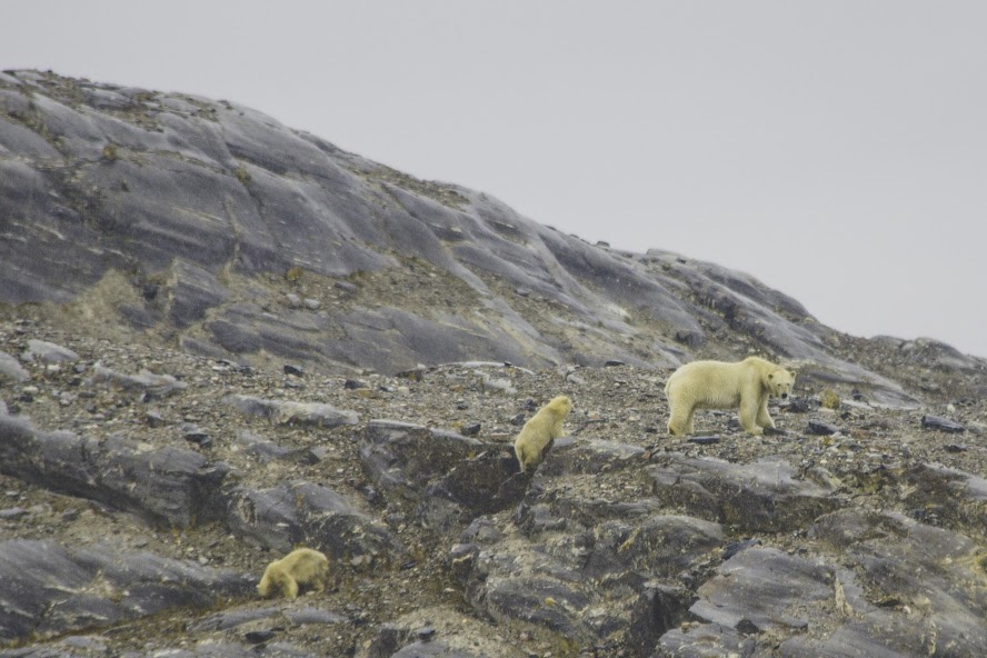 Niedźwiedzie polarne na Spitsbergenie
